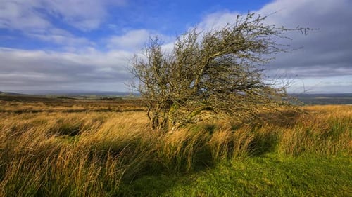 Zeitraffer von ländlicher Natur, Ackerland mit Feldbaum im Vordergrund an bewölktem, sonnigem Tag, betrachtet