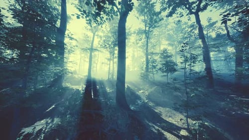 Rays of Sunlight Falling Into a Misty Forest