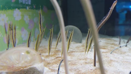 Razor fish and garden eel underwater