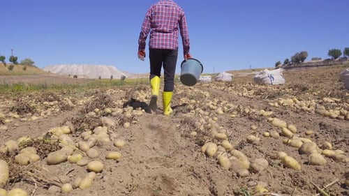 Worker working in potato field.