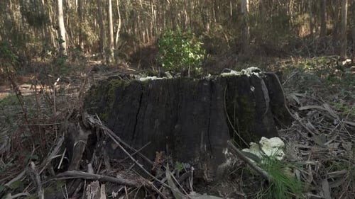 Alter Baumstumpf inmitten eines portugiesischen Bergwaldes, auf dem Pilze wachsen - Mittlere Aufnahme