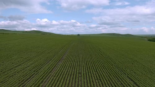 Sunflower Fields