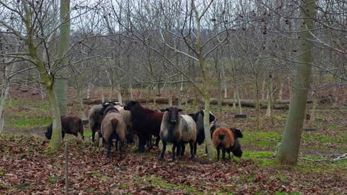 Sheep Grazing Peacefully in a Rural Autumn Landscape