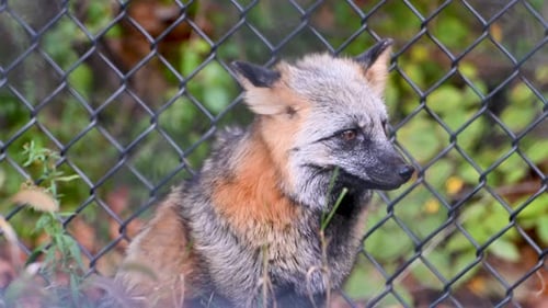 Roter und schwarzer Fuchs schaut in die Ferne und leckt sich die Lippen