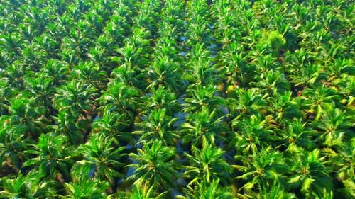 4K : Aerial view over a palm and coconut plantation