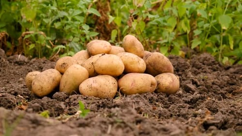 Harvesting Potatoes in the Garden Selective Focus