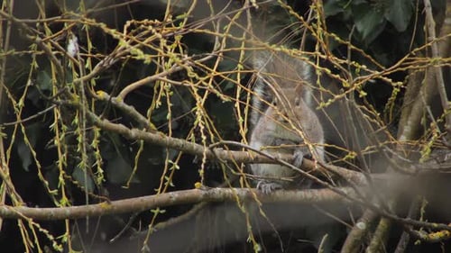 Grey Squirrel Sat On Tree Branch Looking DIrect At Camera Close Up Daytime UK England Hertfordshire
