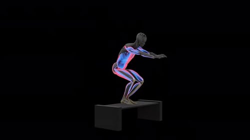 Animated Human Anatomy Model Performing Squats Exercise