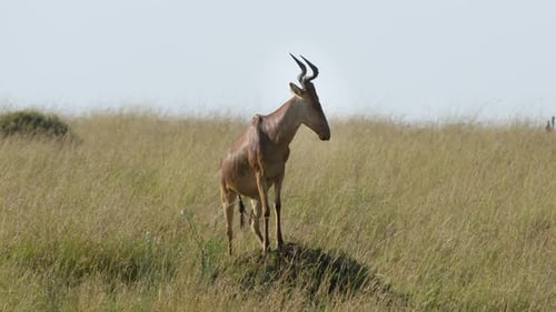 Hartebeest Antelope Stands on a Small Mound in Maasai Mara National Reserve.