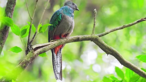 La hembra de un resplandeciente quetzal (Pharomachrus mocinno) se sienta en la rama del bosque húmedo de Monte