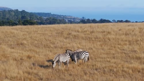 Zebras Graze Peacefully in a Rural Field