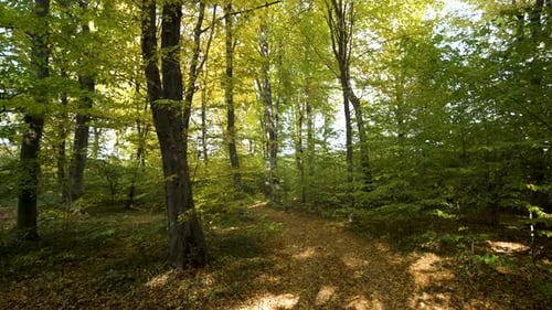 Autumn Forest with Bright Orange and Yellow Leaves