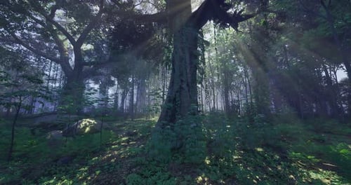 La lumière du soleil filtre à travers les arbres d'une forêt sereine tôt le matin