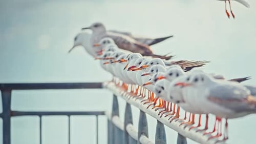 Möwe 4K