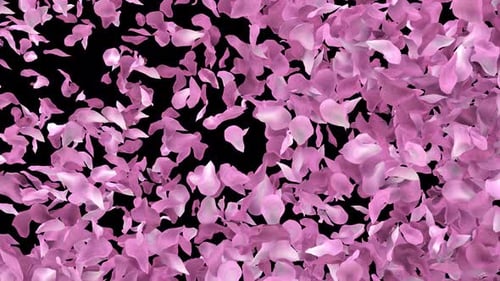Sakura-Blütenblätter, Kirschblütenblätter, animierter Übergang, diagonal
