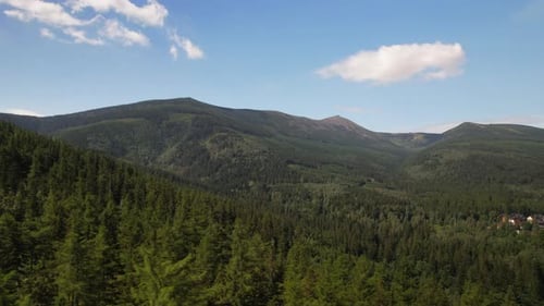 Green Forest Aerial Landscape on Sunny Day