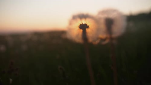 Deseos de diente de león al atardecer. Transferencia de enfoque.