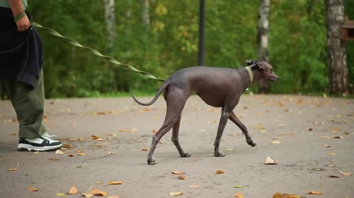Selfassured Canine Traverses Forest Calmly With Owner Nearby Trusting Dog Wanders Serenely Through