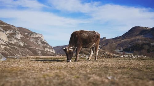 Cow Bull Grazes on Mountain Meadows Alpine Milky Swiss Cows Bulls Calfs are Grazing in the Grass