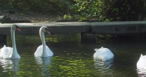 White Swans Foraging Food Underwater Of Pond At Tehidy Country Park In Cornwall, England. - close up