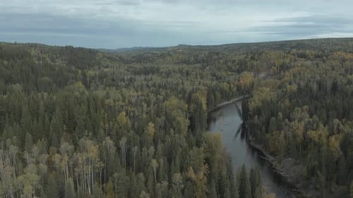 Panoramic View Of Green Pine And Spruce Treetops With Flowing Stream In British Columbia, Canada. Ae