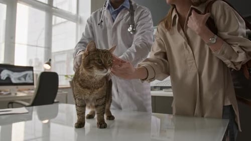 Brown Tabby Cat Being Petted during Medical Examination at Veterinary Clinic