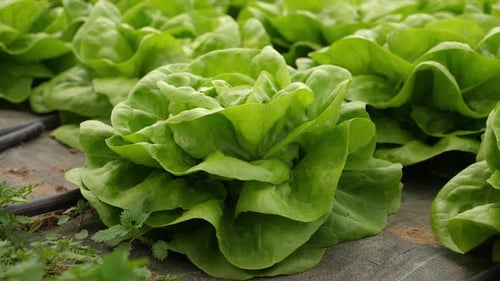 Close up of organic and sustainable growed green lettuce, in a pesticide free greenhouse