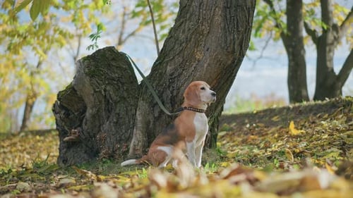 Side View of Thoughtful Beagle Dog on Leash with Swirling Autumn Leaves