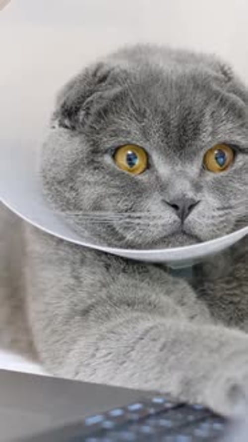 Un beau chat gris est allongé sur le lit et regarde l'ordinateur portable (vidéo verticale)