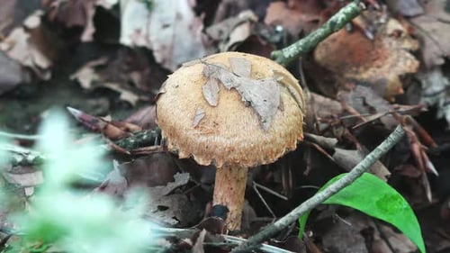 Wild mushroom on the forest floor bathed in dappled light from the forest canopy above in a remote l