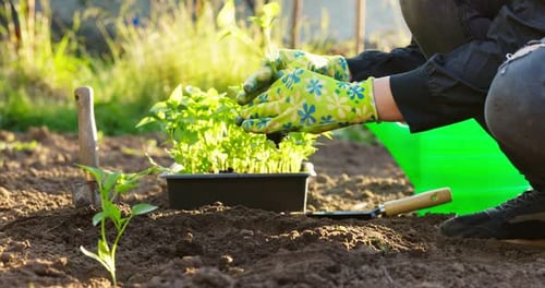 Female Farmer Hands Planting to Soil Seedling in the Vegetable Garden