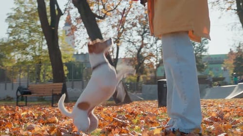 Woman Playing with Her Jack Russell Terrier in Autumn City Park