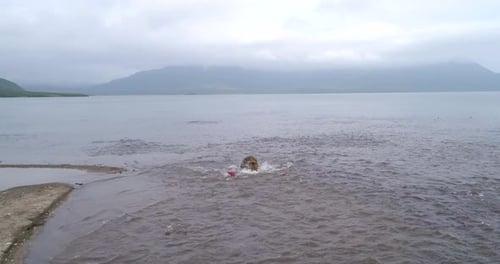 Brown Bear scouting for Salmon fish in a river stream at Kamchatka, Russian federation