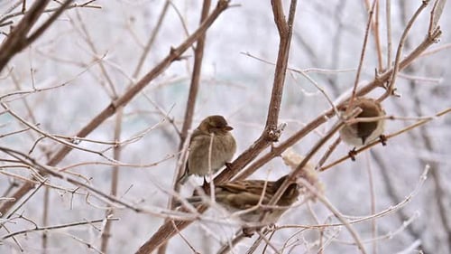 A sparrow bird is perched on a branch in the snow