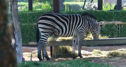 Zebra Grazing in Safari Park