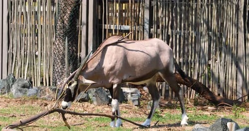Oryx Grazing in Safari Park