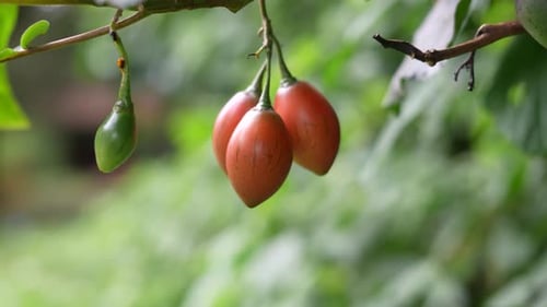 rote Frucht am Baum im Wald