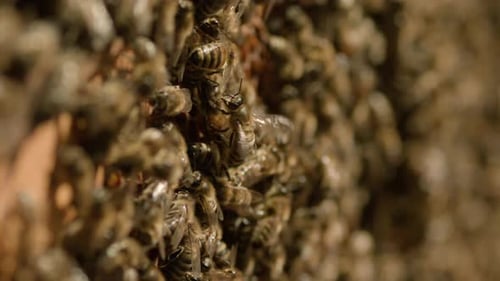 Swarm of Bees Close-Up in Natural Habitat