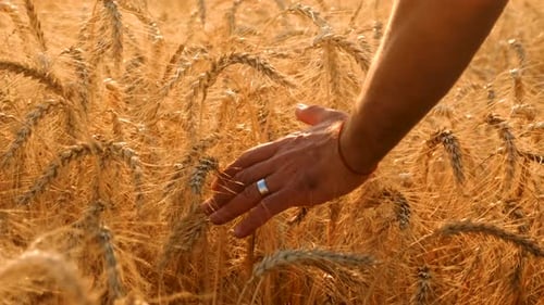 A Farmer in a Field of Wheat Checks Selective Focus