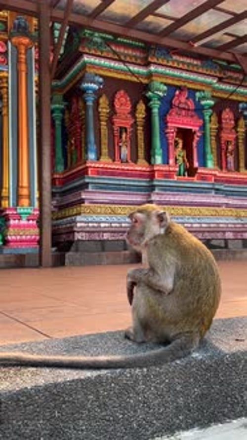 Singe se reposant dans un temple hindou coloré des grottes de Batu en Malaisie