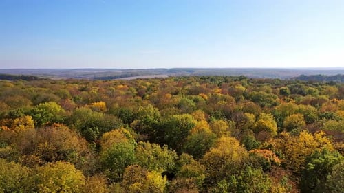 Colored forest in autumn. Aerial view of forest during calm autumn day