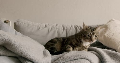 Tabby Cat Resting and Walking on Couch
