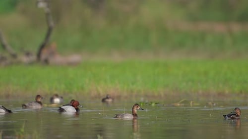 Herde von Pochard. (Aythya ferina) ernährt sich in Feuchtgebieten. Hintergrund aus der Natur