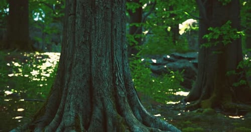 Majestic Tree Trunk Surrounded By Lush Green Forest in Tranquil Setting
