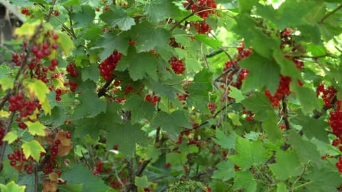 Arbuste de groseilles mûres, récoltant des baies aigres, buisson de Ribes