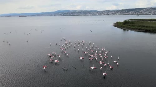 Flamingos