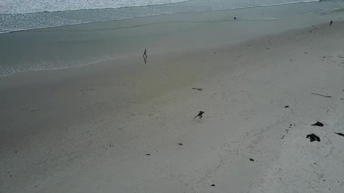 AERIAL - People playing frisbee, walking the dog, Carmel, California, wide shot