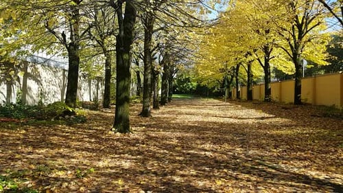 Still shot of bright yellow autumn leaves falling on a walking path