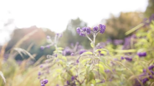 Gros plan de fleurs violettes avec des feuilles vertes dans le jardin, au ralenti