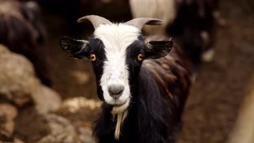 Gros plan d'une jeune chèvre de montagne avec ses courtes cornes